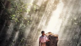 Thai little Boy and Elephant in the Northern of Thailand